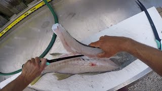 It's That Easy! - Snook Fishing and Filleting