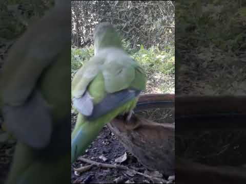 Birdday 032 Cotorra o Lora 1406 2025