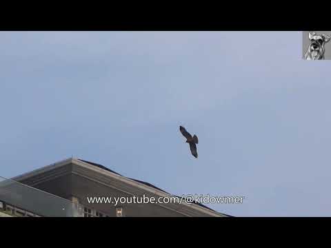 Soaring HONEY BUZZARD against MARINA BAY SANDS backdrop, Singapore
