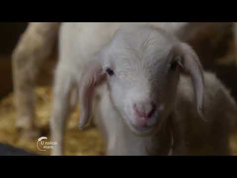 Uzgoj OVACA i RATARSKA proizvodnja u selu Trnjani - U nasem ataru 1002