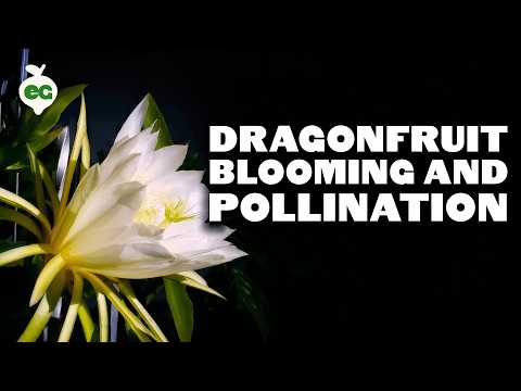 How to Grow Dragon Fruit Part 1 Soil Sun Water Containers and Fertilizing