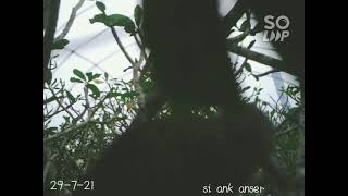 Download lagu merbok si anak angsa ajar2.. 29-7-21 mp3 Download lagu merbok si anak angsa ajar2.. 29-7-21 mp3