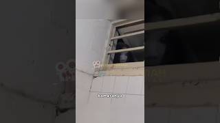 Download lagu NJIRR WAS DOING 4K AND WAS PEEKED BY A KUNTIL👻💀 #viral #shorts #jinn #apparition #ghost #mountain... mp3