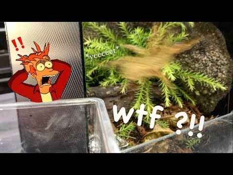 CRAZIEST OBT tarantula I’ve EVER SEEN !!! OMG .. [I’m such an idiot]