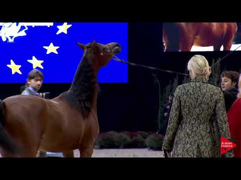 N.30 TAMMAM ATHBAH - Lier 2018 - Yearling Colts (Class 2A)