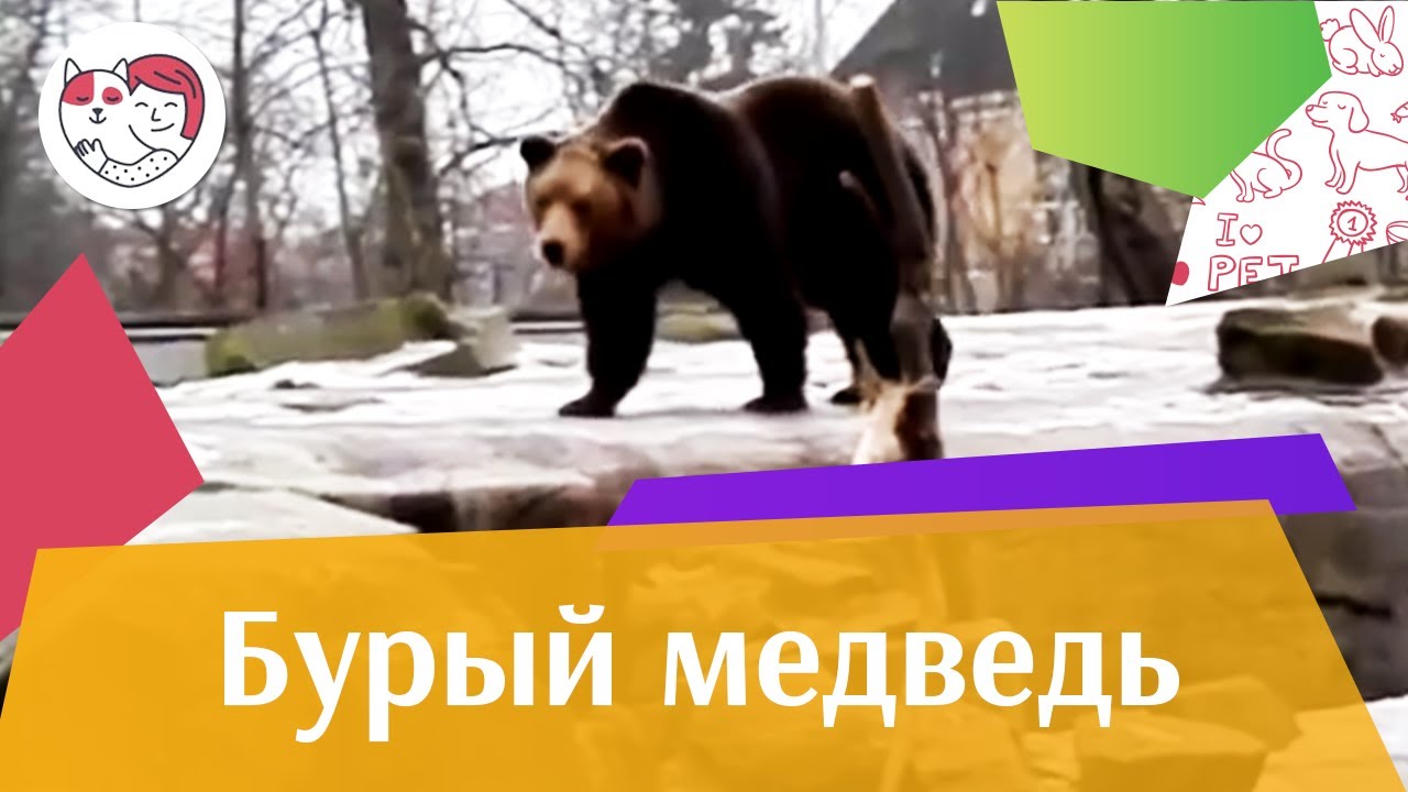 Бурый медведь Весенний гон на ilikepet