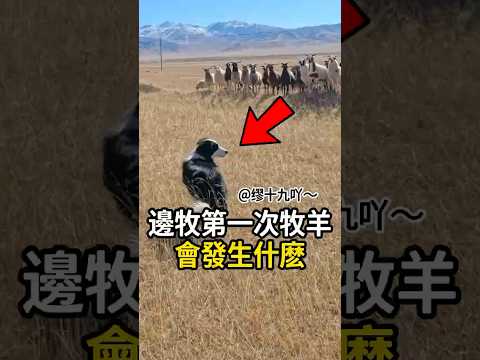 邊牧找回了自己😂