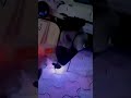 Chetak Modified Short Video Attitude Boy Status Chetak Lover Chetak Status Shorts