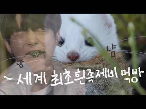 , title : '세계최초 흰족제비먹방mp4.'