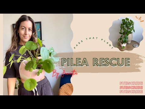 How to save a Pilea Peperomioides plant: treatment propagation & repot! #PlantRescue #SavingPlants