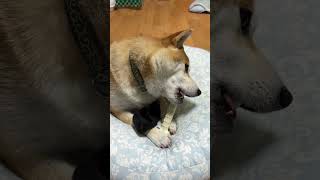 欲張るてんちゃん　京の柴犬