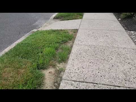Cicada Killers in Front of Office Building in Toms River, NJ