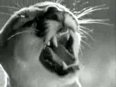 Lassie makes a cougar return