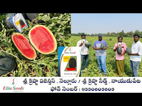 Water melon elite singham 50grm