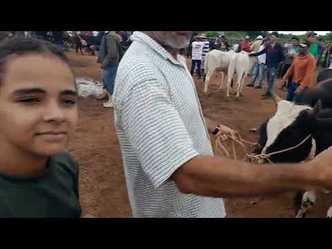 MUITO GADO! O movimento da Feira de Buíque neste sábado