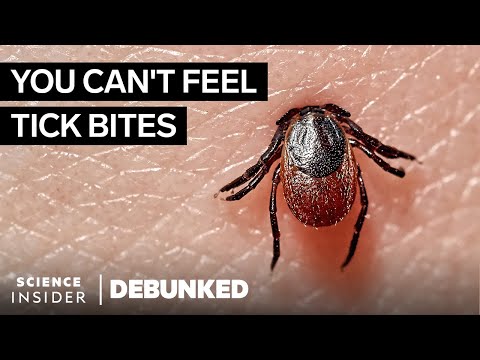 滅蟲專家揭穿15個害蟲神話｜揭穿 (Exterminator And Pest Expert Debunk 15 Pest Myths | Debunked)