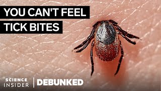 Exterminator And Pest Expert Debunk 15 Pest Myths | Debunked