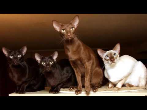 Javanese Cat, History, Personality, Coat Color And Grooming