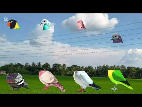 Anuman korun pigeon or duck konta #13million 