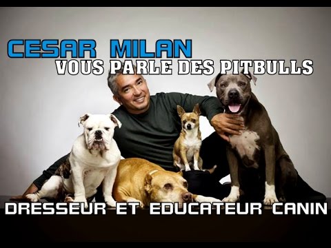 CESAR MILLAN - EDUCATEUR CANIN VOUS PARLE DES PITBULLS (HD)