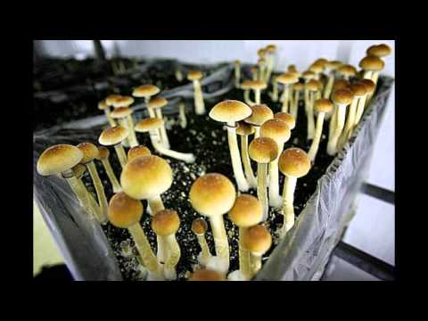 Eklik 23 - AckerPilze