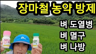 장마철 벼 도열병 벼 멸구ㆍ나방 방제