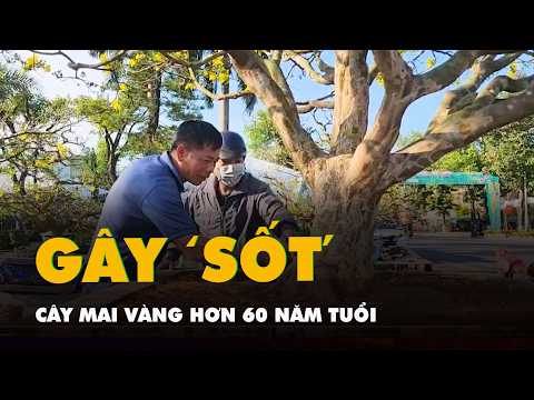 Cây mai vàng hơn 60 năm tuổi gây ‘sốt’ ở chợ hoa xuân Quảng Ngãi