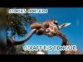 Giraffe's Tongue - Stories Northern