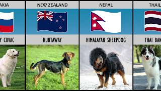 Dog Breeds From Different Countries | Comparison
