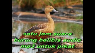 Download lagu Burung Belibis Satu jam Suara belibis untuk Pikat gacor dan Untuk lainnya mp3