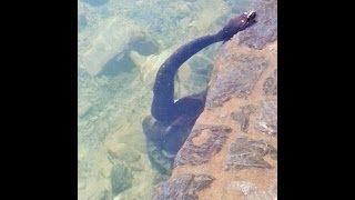 Sucuri no Balneario Municipal de Bonito MS comendo um Cascudo