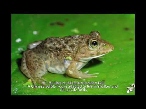 Human-animal relationships: Buddhist Life-Release