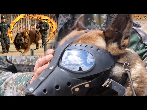 Unleashing China's Military Dog Training Secrets Many were Shocked