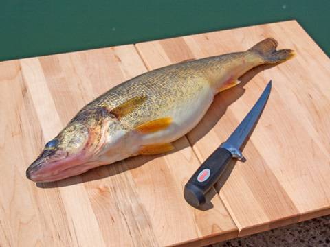 How to Fillet Fish - Freshwater