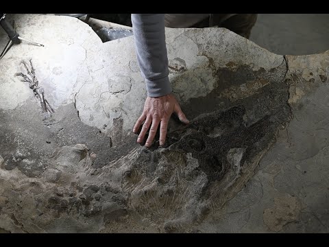 51.98 million year old crocodile live prep