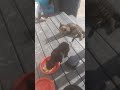 Yummy Delicious Cat Food