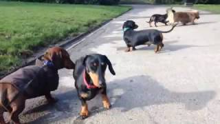 yavru köpek fiyatları - Satilikyavrukopek.org