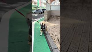愛犬が寒さを克服したかもしれないです