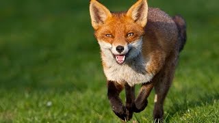 13 Amazing Facts About Foxes