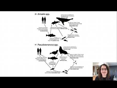 The anisakid nematodes