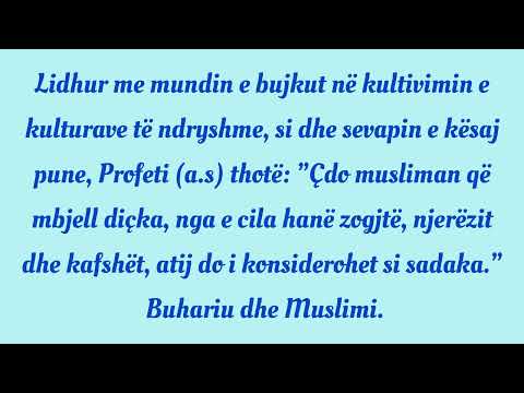 Koncepti i adhurimit në Islam- 3