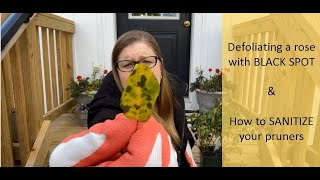 🌹 Treat Black Spot on Roses / Identify and Remove Black Spot / Defoliate Roses with Black Spot