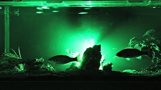 Pet Bass Feeding (Night Vision)