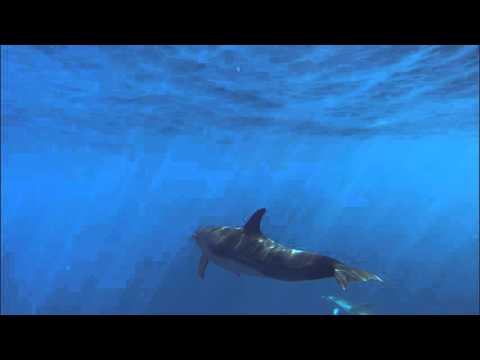 Amazonia Delphintour - Gomera Valle Gran Rey