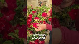 mas antes que ele acabe,  vem curtir a beleza da ROSA DO DESERTO ANTARES!