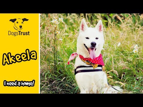 Akeela the Siberian Husky is Looking For an Active Home! | Dogs Trust Bridgend