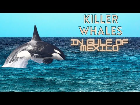RARE Killer Whales Found in the GULF OF MEXICO!!! (Once in a lifetime!!!)