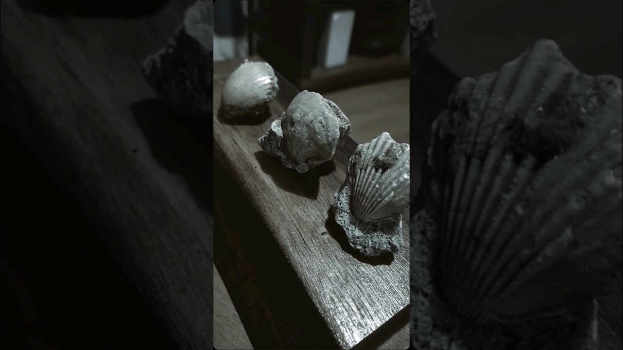 I love ❤️ Fossils