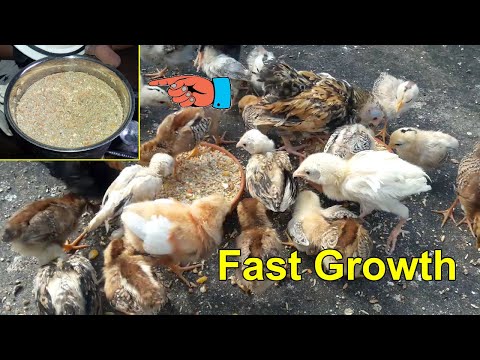 , title : 'Healthy Food for Baby Chicks to Fast Growth || Chicken Feed List