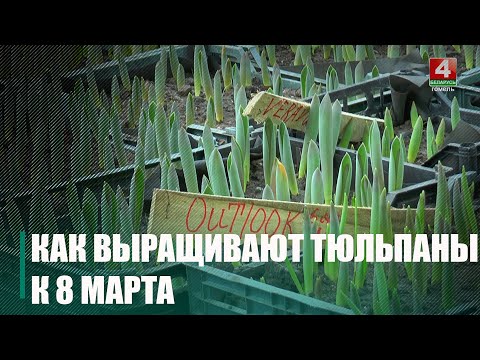 10 000 тюльпанов высадили к весенним праздникам в Мозырском райжилкомхозе видео